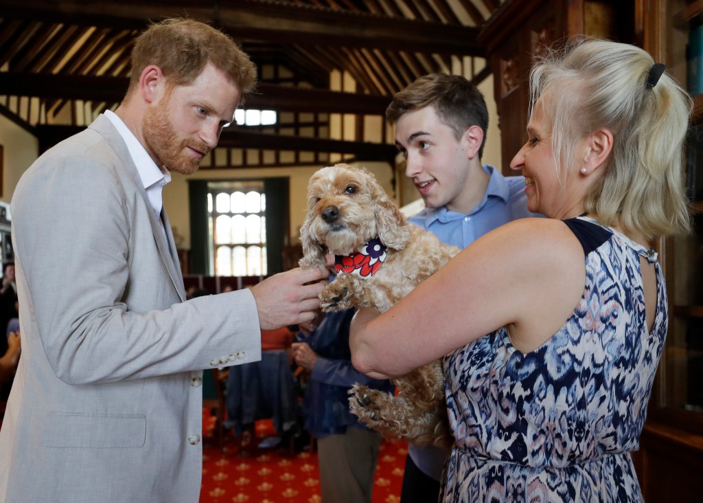 Royal Dogs 13