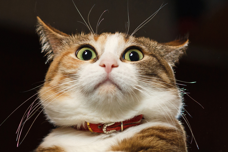The Best Funny Cat Faces That Ll Make Your Day