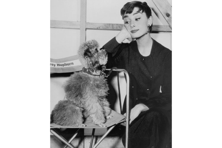 Audrey Hepburn Dog