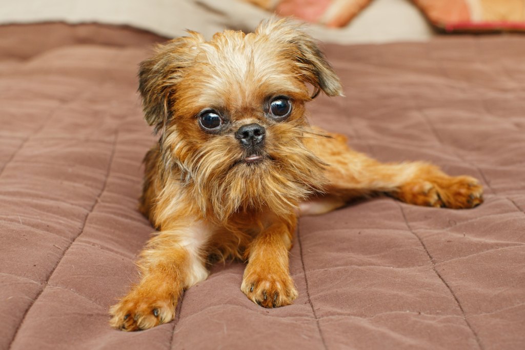 Best Dog Breeds For Me