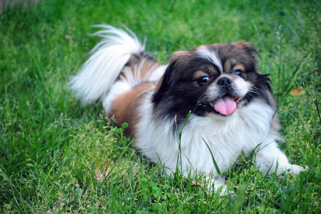 Best Dog Breeds Small
