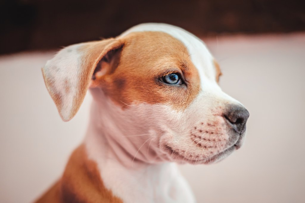 Best Of Dog Breeds