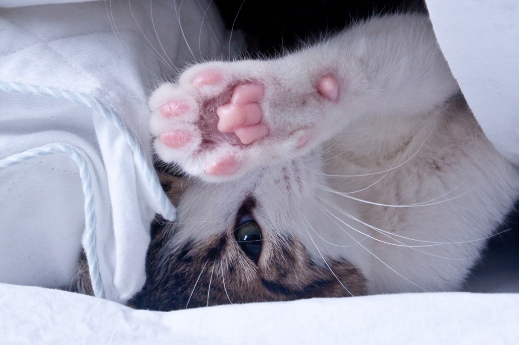 The Best Photos of Cat Beans'