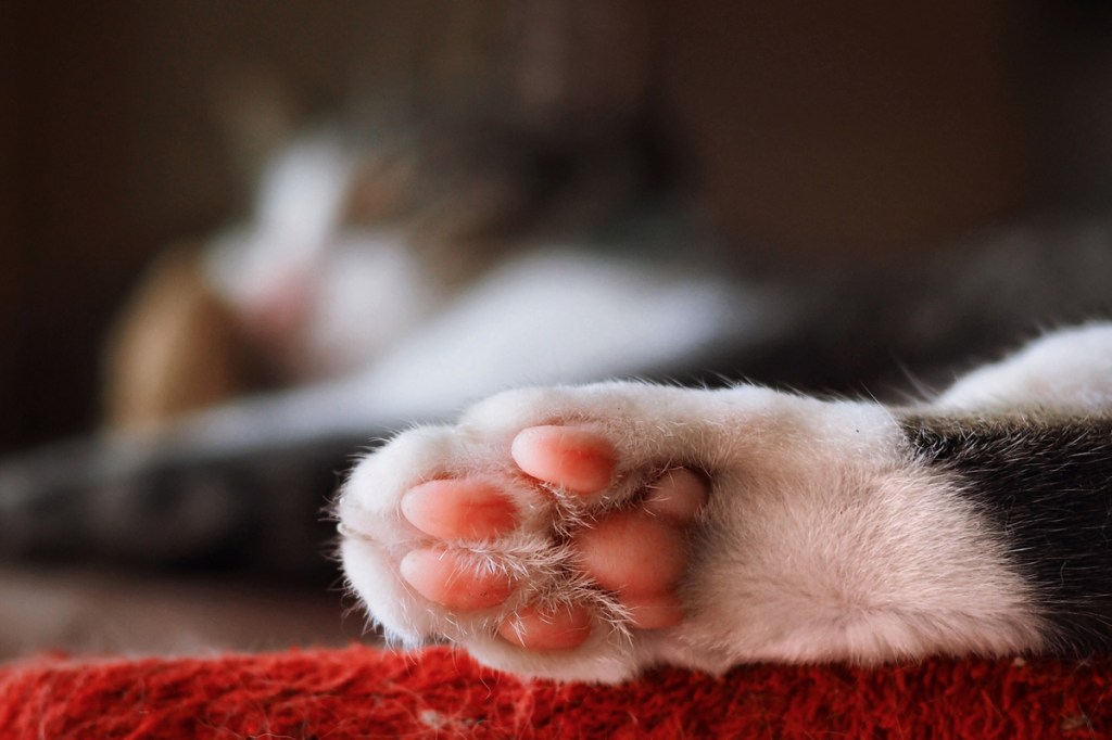 The Best Photos of Cat Beans'