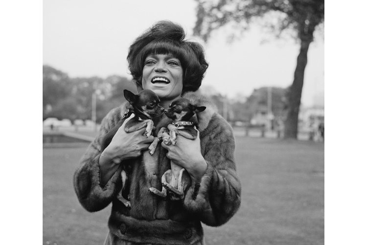 Eartha Kitt Dog