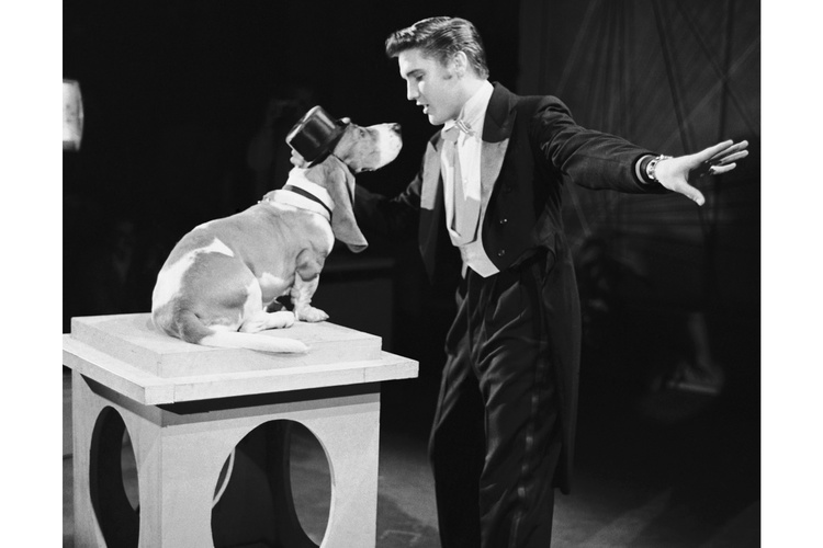 Elvis Houndog