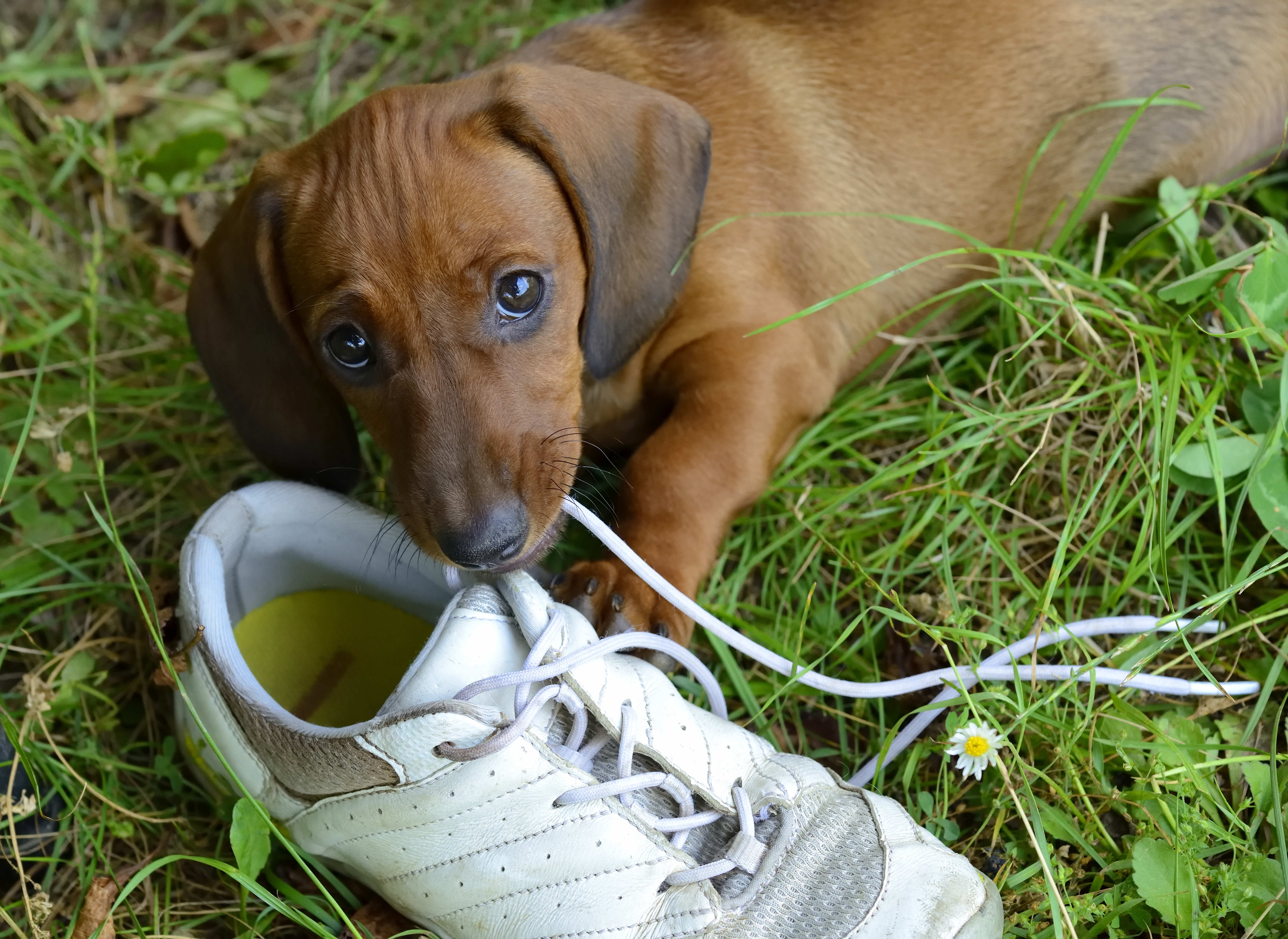 dog eating shoe