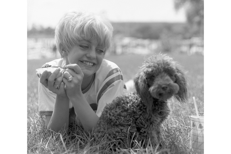 Goldie Hawn Dog
