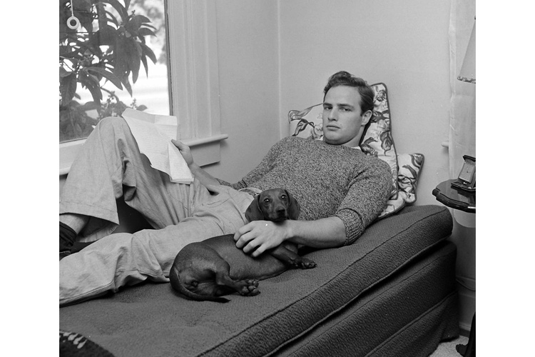 Marlon Brando Dog