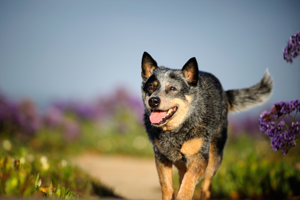 The Best Dog Breeds