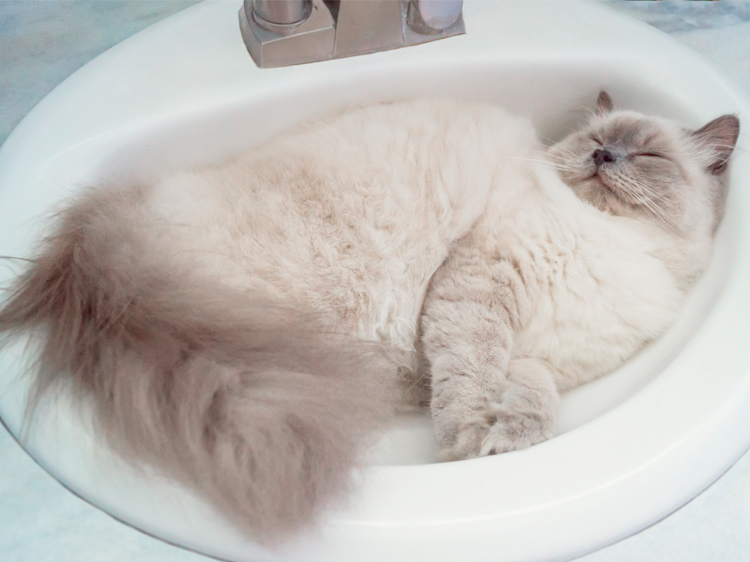Cats in Sinks: The Reason for Your Pet's Weird Habit
