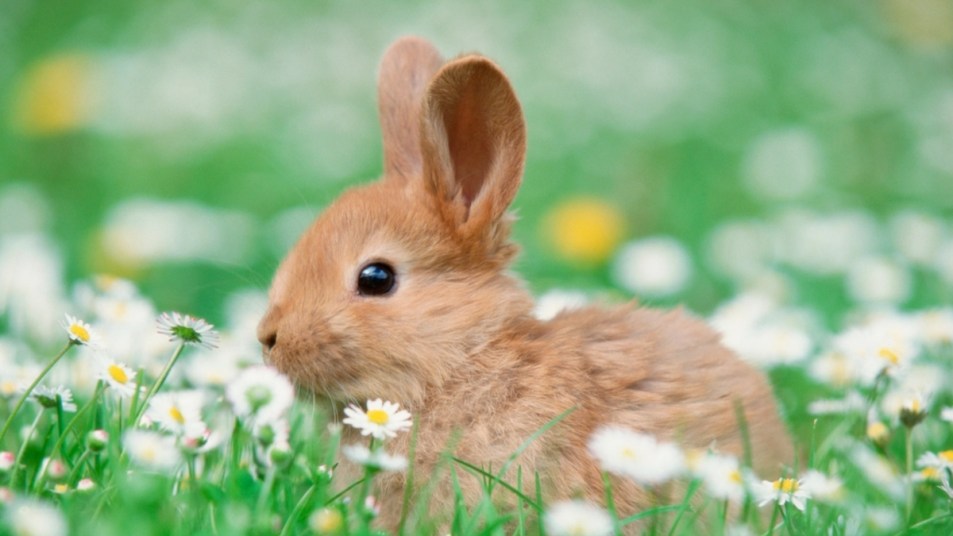 cute bunny in a field of grass and white flowers