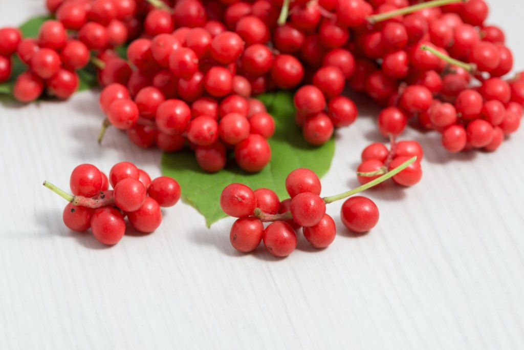 Schisandra Berry