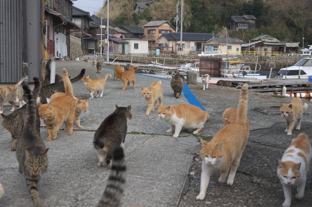Aoshima Island Cats