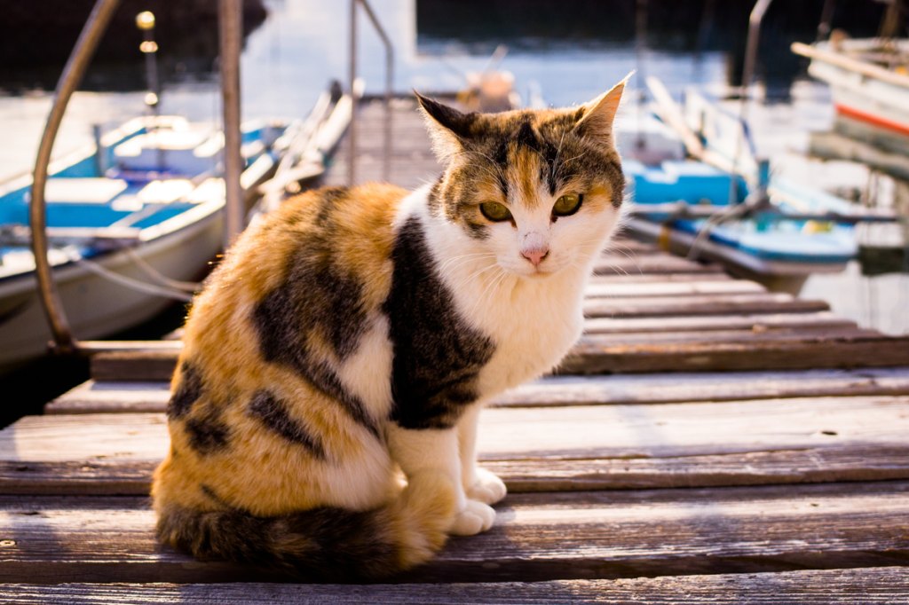 Aoshima Japan