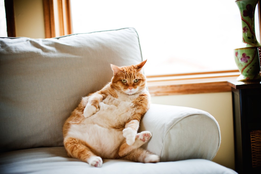 The Best Photos of Chonky Cats