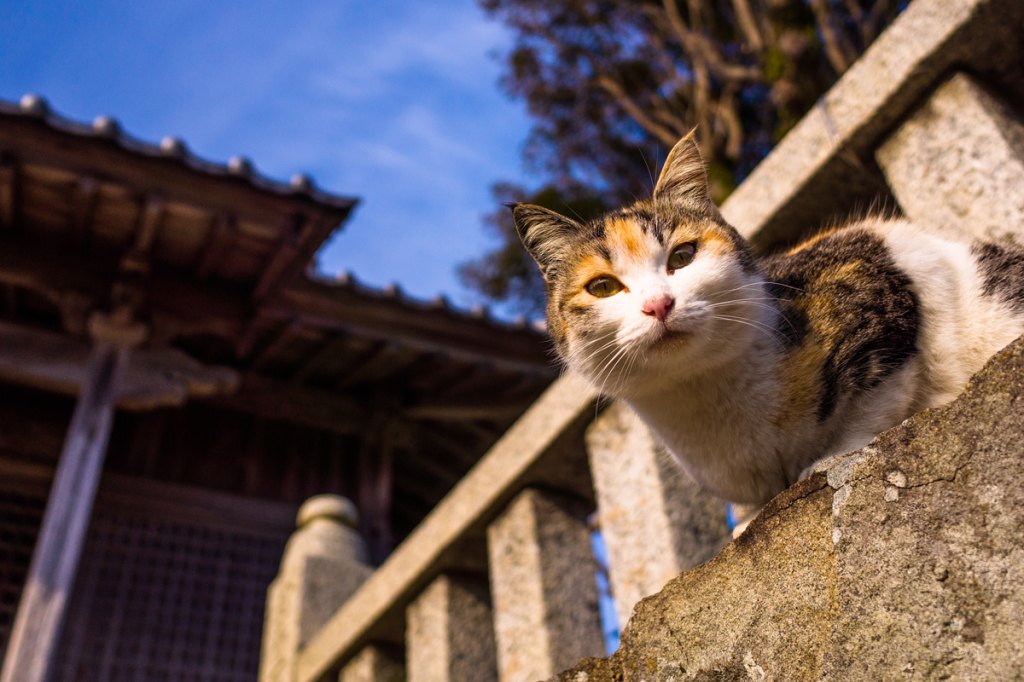 Cat I Japan
