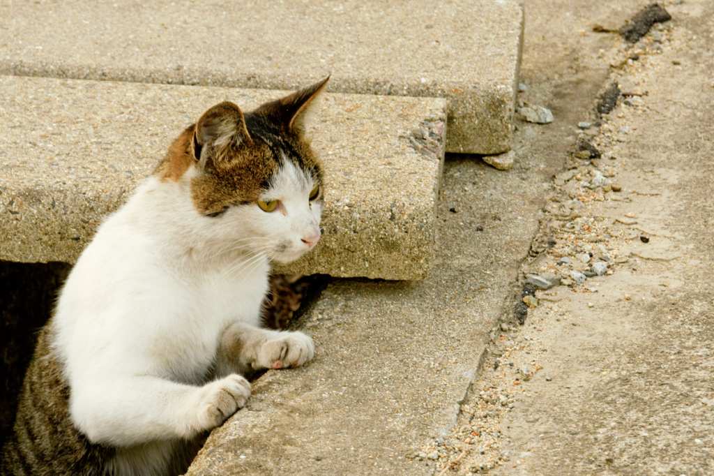 Cat In Japan