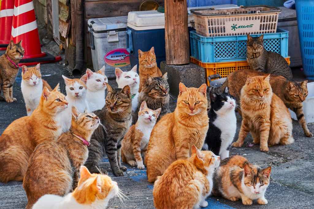 Cat Island In Japan