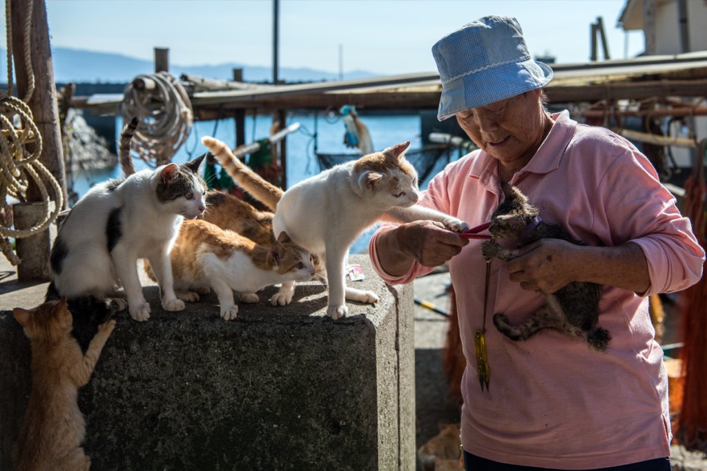 Cat Island Japan