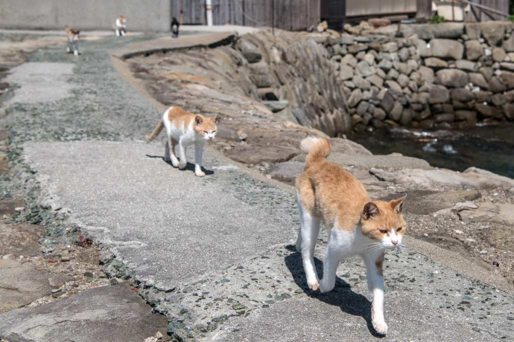 Cat Island Photos