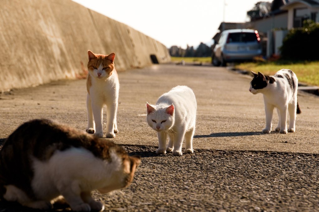 Cats From Japan