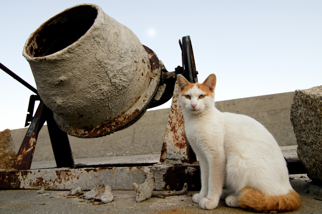 Cats In Japan