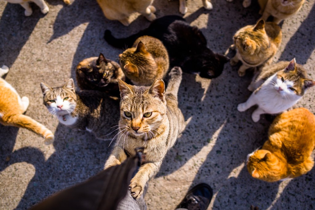 Cats Island In Japan