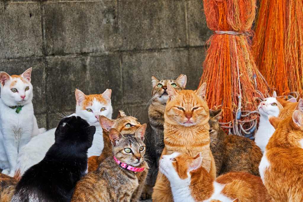 Cats Island Japan