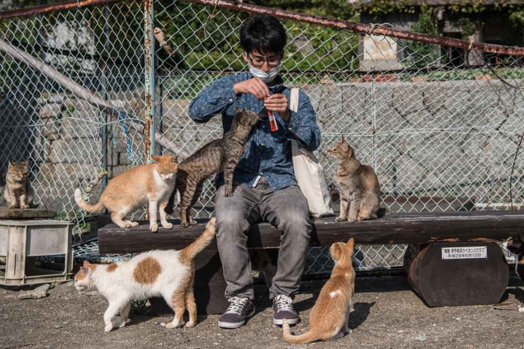Cats Island