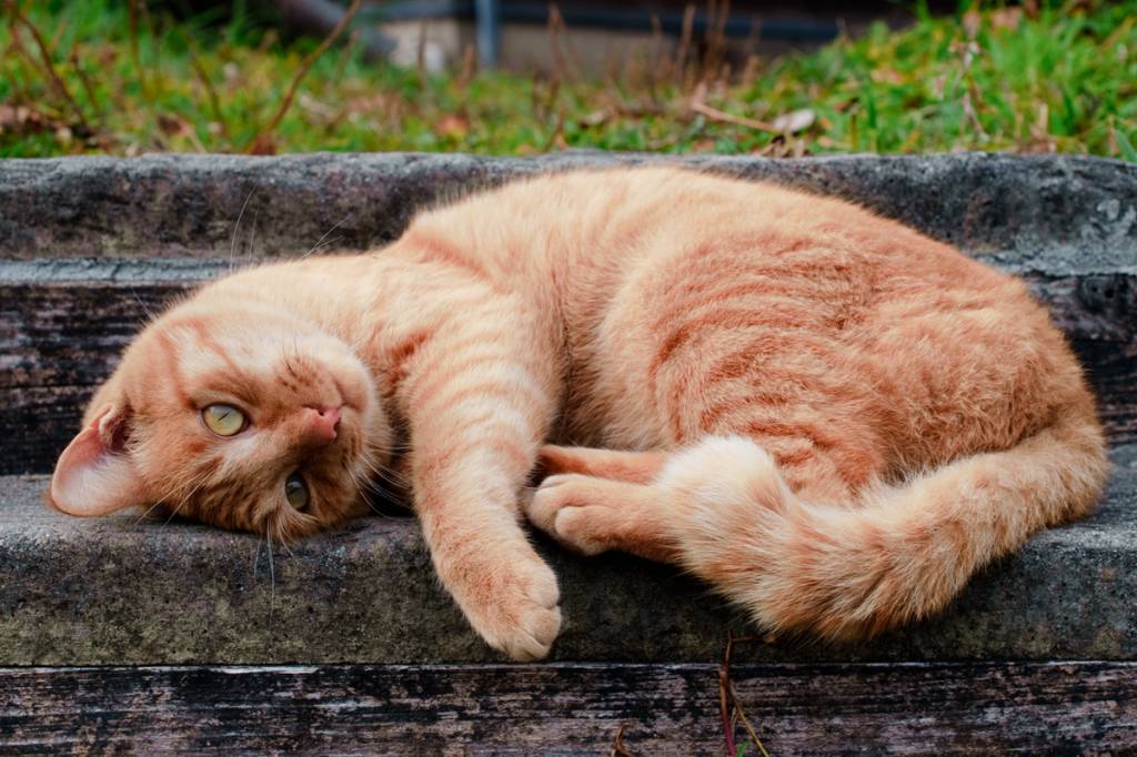 Cats Of Japan