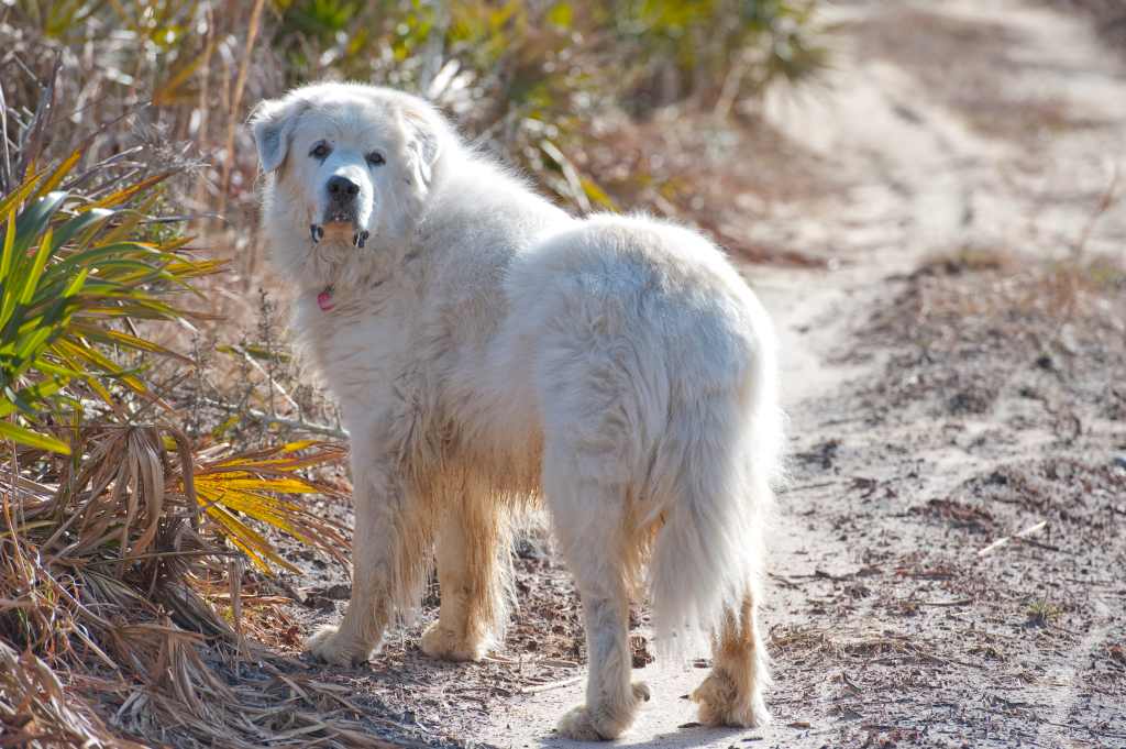 Great Pyrenees