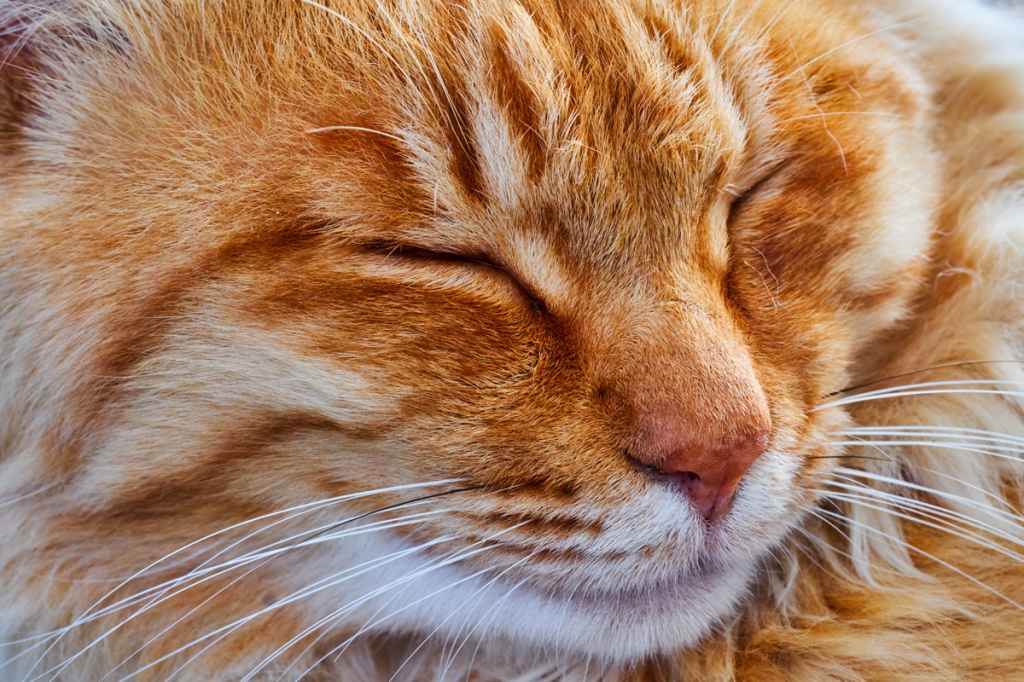 Island Of Cats Japan