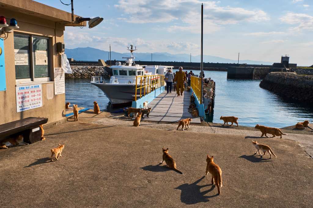 Island Of The Cats