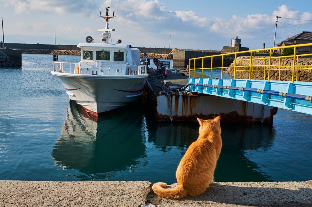Island With Cats