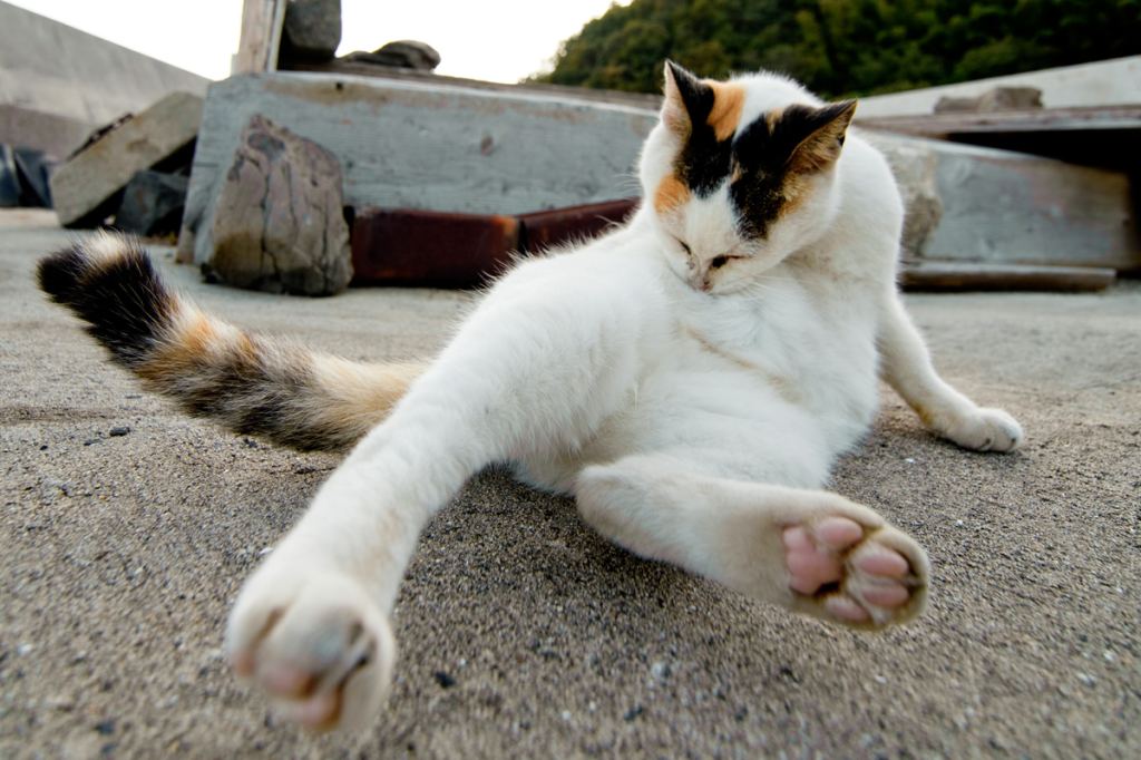 Japanese Cat Island