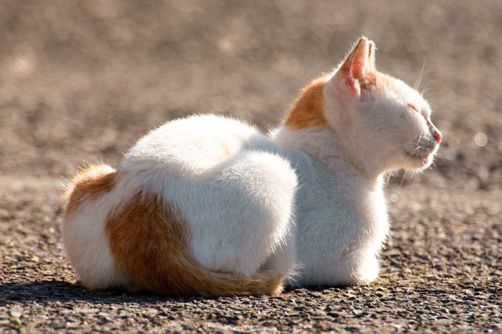 Japanese Island Cats