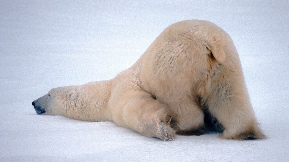 polar bear lying comically