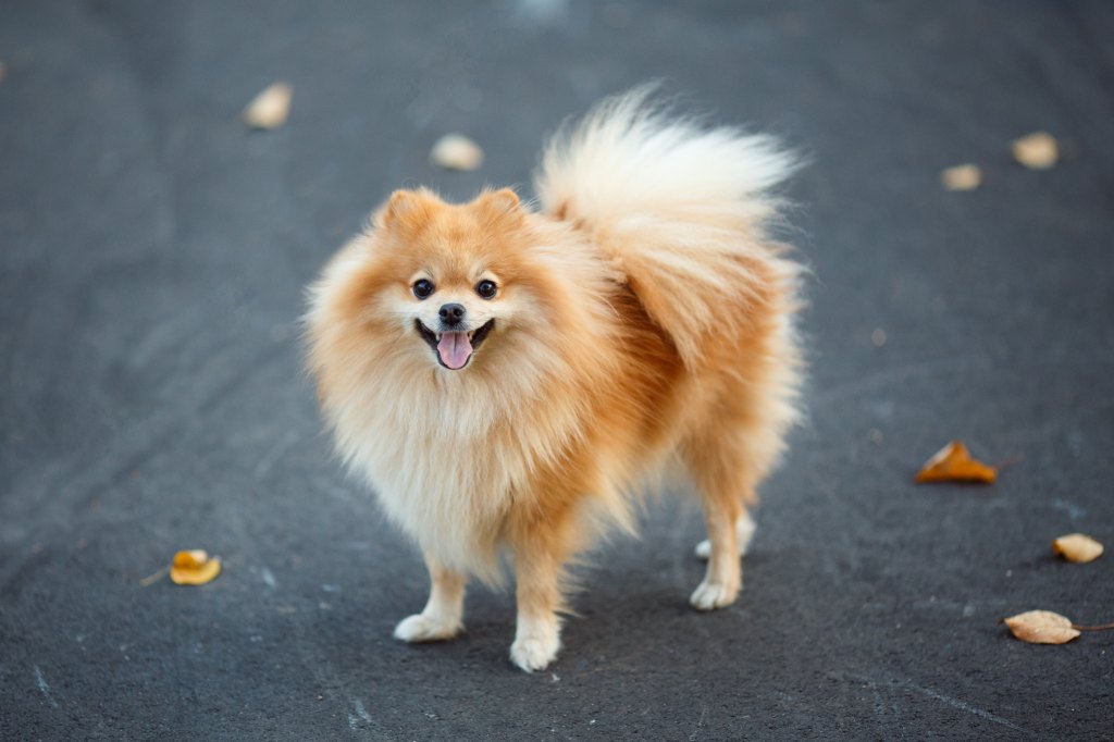 Pomeranian