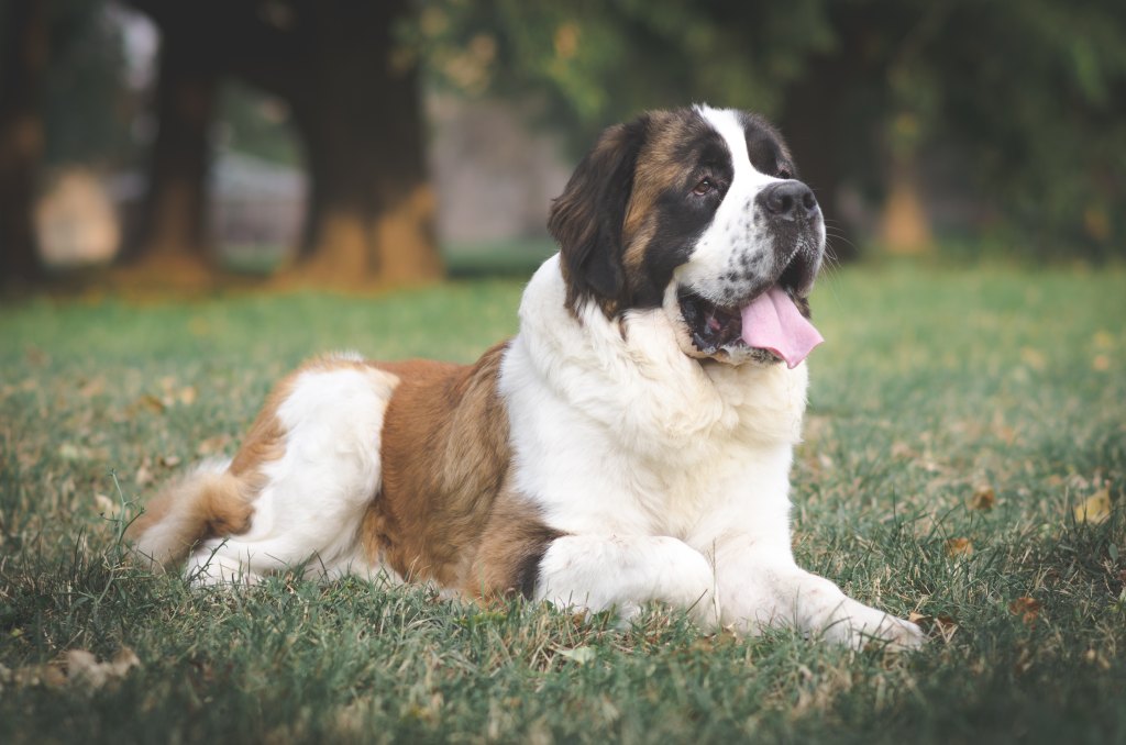 St Bernard