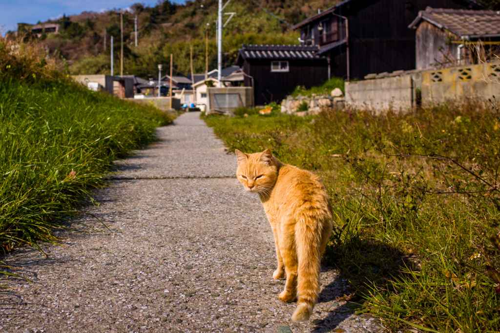 What Is Cat Island