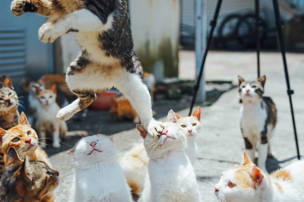 Where Is Cat Island Located