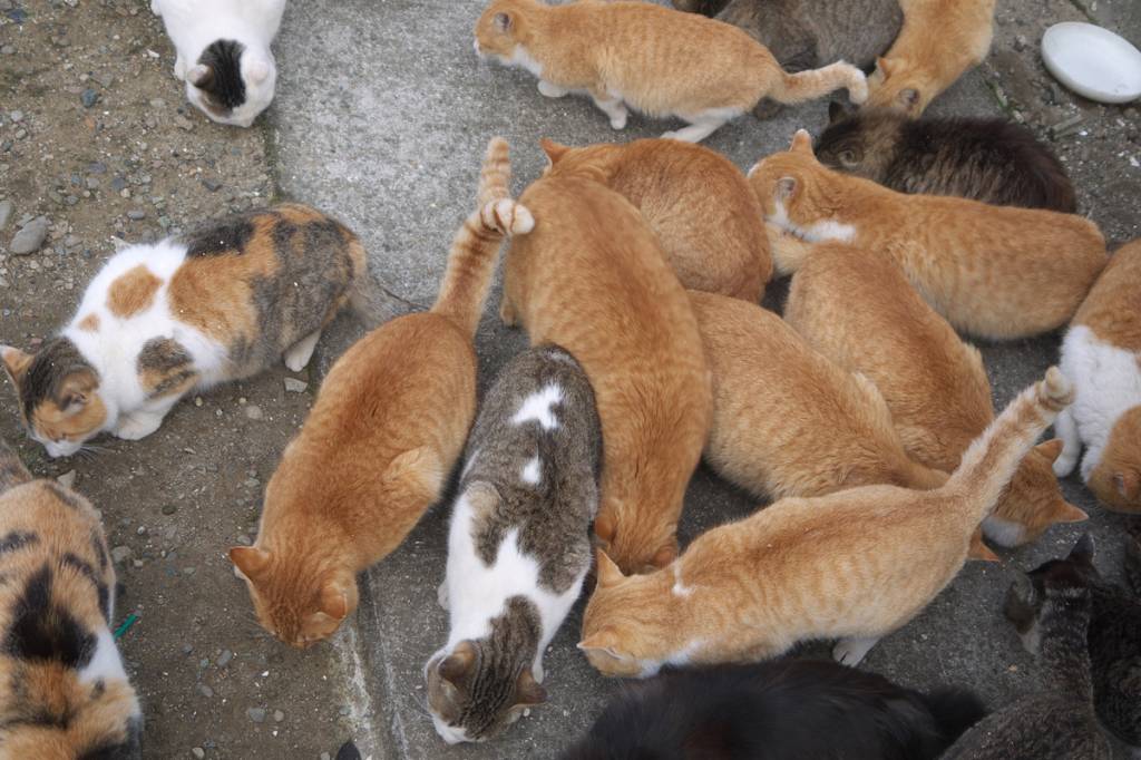 Where Is Cat Island