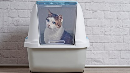 cat sitting in litter box