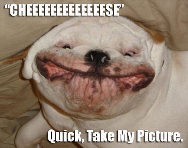The Funniest Animal Memes - The Best Animal Memes