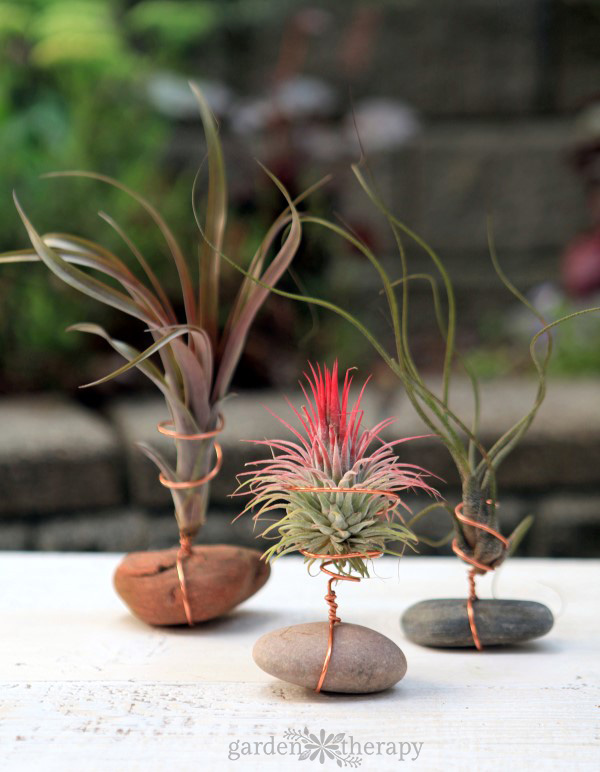 Air Plants Garden Therapy