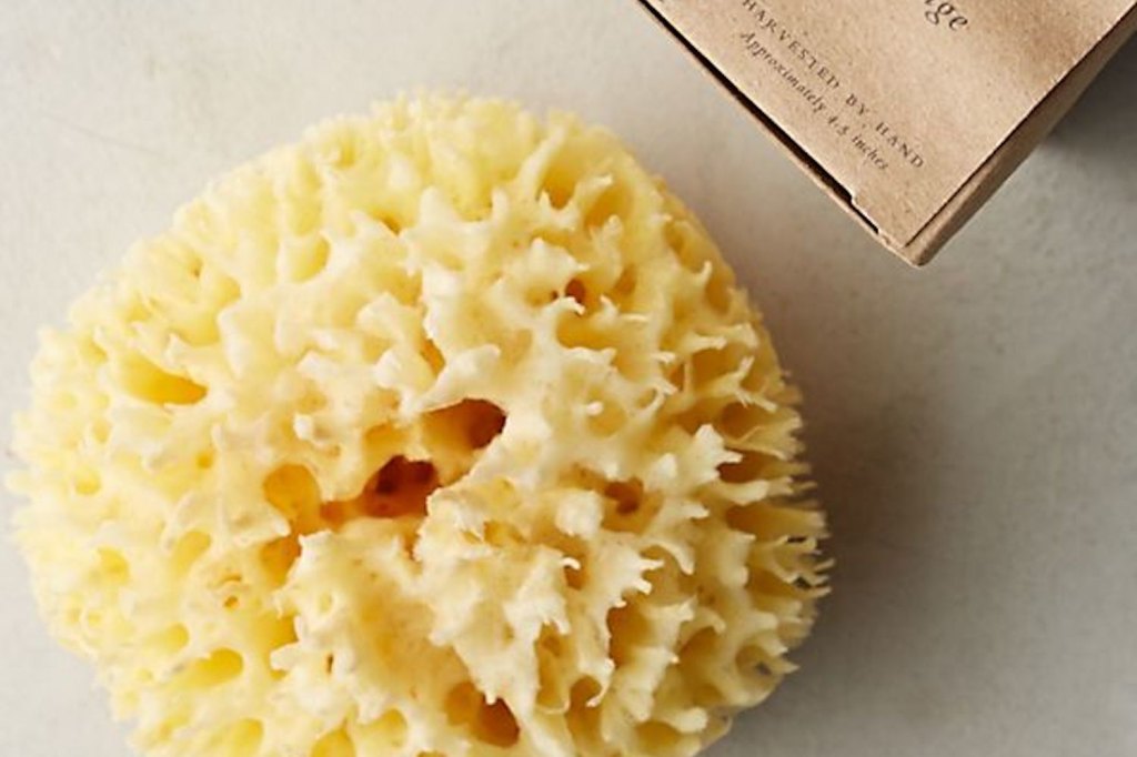 Baudelaire Sponge