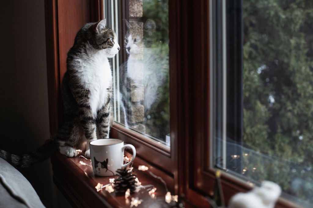 Christmas Cat Photos