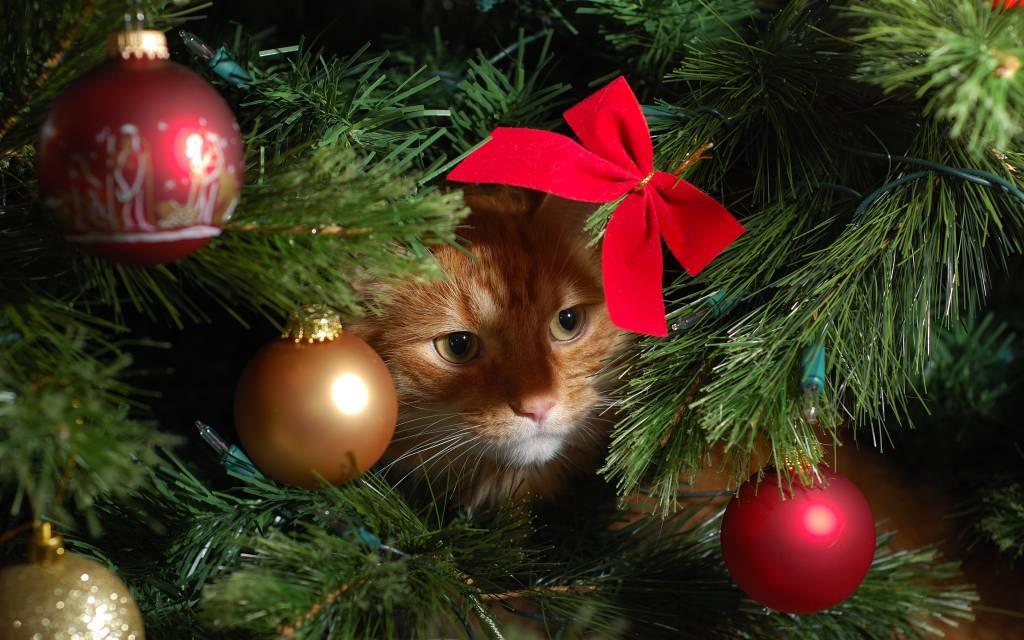 Christmas Cats Photos