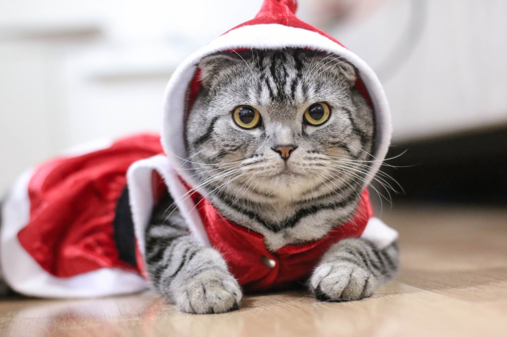 christmas cat 2